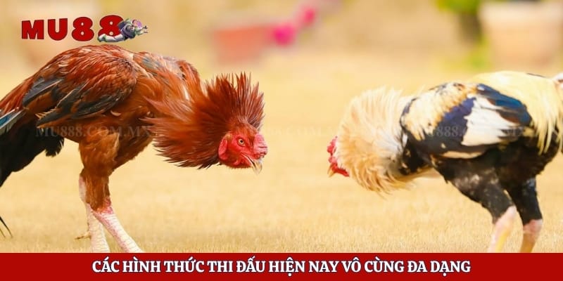 Các hình thức thi đấu hiện nay vô cùng đa dạng