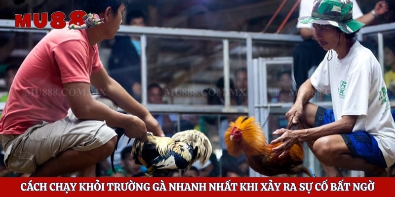 Cách Chạy Khỏi Trường Gà Nhanh Nhất Khi Xảy Ra Sự Cố Bất Ngờ