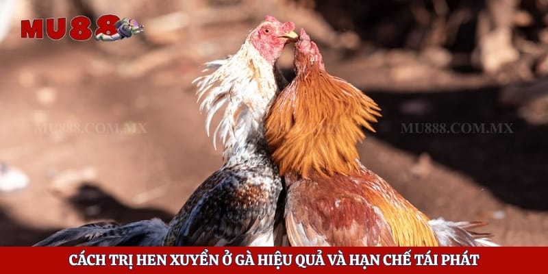 Cách Trị Hen Xuyển Ở Gà Hiệu Quả Và Hạn Chế Tái Phát 1 Cách Trị Hen Xuyển Ở Gà Hiệu Quả Và Hạn Chế Tái Phát