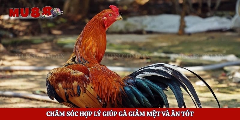 Cách Trị Hen Xuyển Ở Gà Hiệu Quả Và Hạn Chế Tái Phát 4 Chăm sóc hợp lý giúp gà giảm mệt và ăn tốt