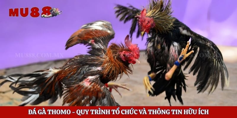 Đá Gà Thomo - Quy Trình Tổ Chức Và Thông Tin Hữu Ích