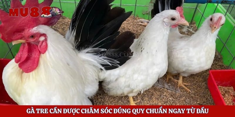Gà tre cần được chăm sóc đúng quy chuẩn ngay từ đầu
