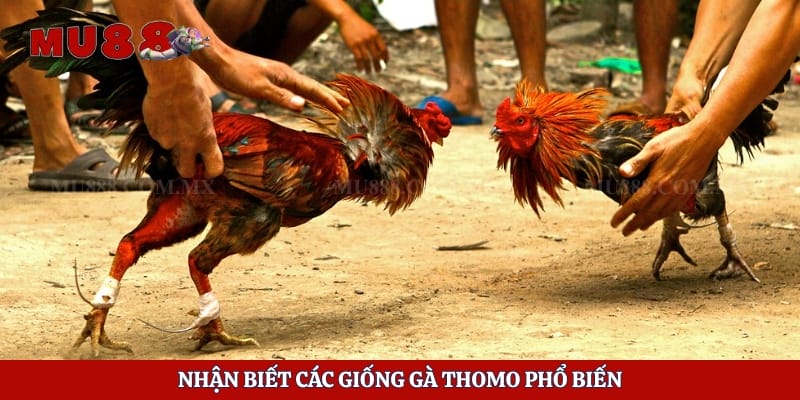 Nhận biết các giống gà Thomo phổ biến