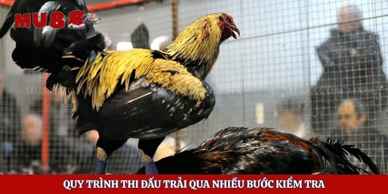 Quy trình thi đấu trải qua nhiều bước kiểm tra