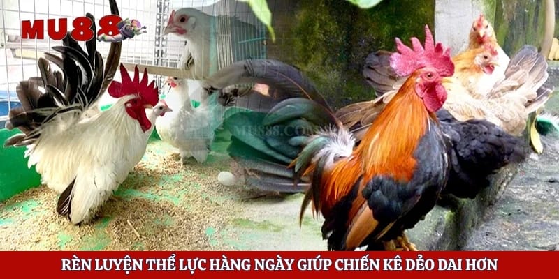 Rèn luyện thể lực hàng ngày giúp chiến kê dẻo dai hơn