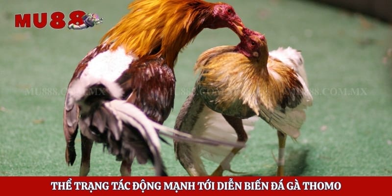 Thể trạng tác động mạnh tới diễn biến đá gà Thomo